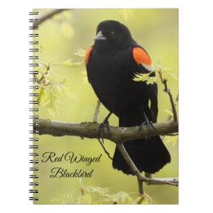 Carnet Oiseau noir à ailes rouges