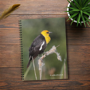 Carnet Oiseau-noir à tête jaune frappant dans le marais