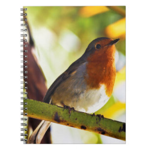 Carnet Oiseau rouge de sein de Robin