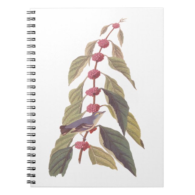 Carnet Oiseau Vintage de Paruline verte bleue d'Audubon (Devant)