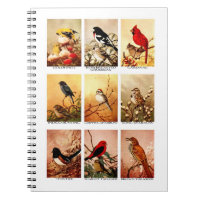 Oiseaux