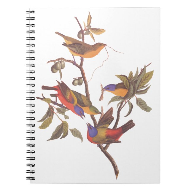 Carnet Oiseaux de Bunting Peint Audubon dans une prune de (Devant)