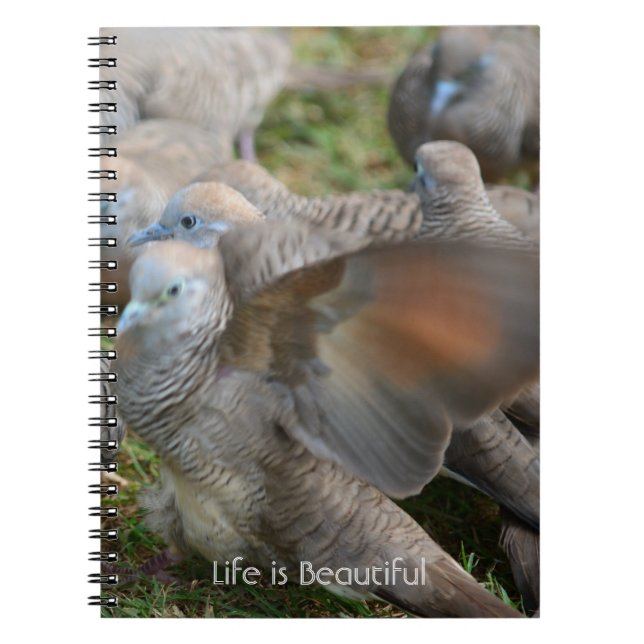 Carnet Oiseaux Gris Kauai (ma photographie) (Devant)