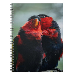 Carnet Oiseaux, Perroquets, Ornithologie