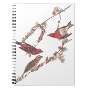 Carnet Oiseaux rouges pourpres d'Audubon sur l'arbre à co