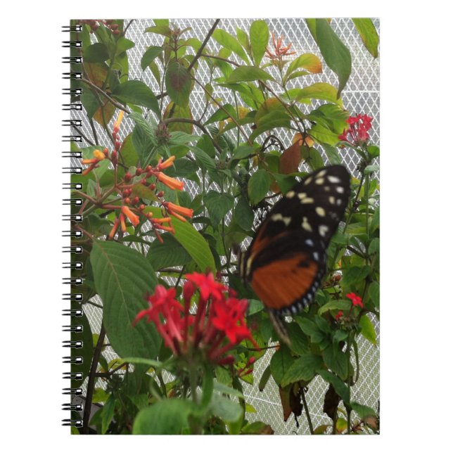 CARNET ORANGE BUTTERFLY (Devant)