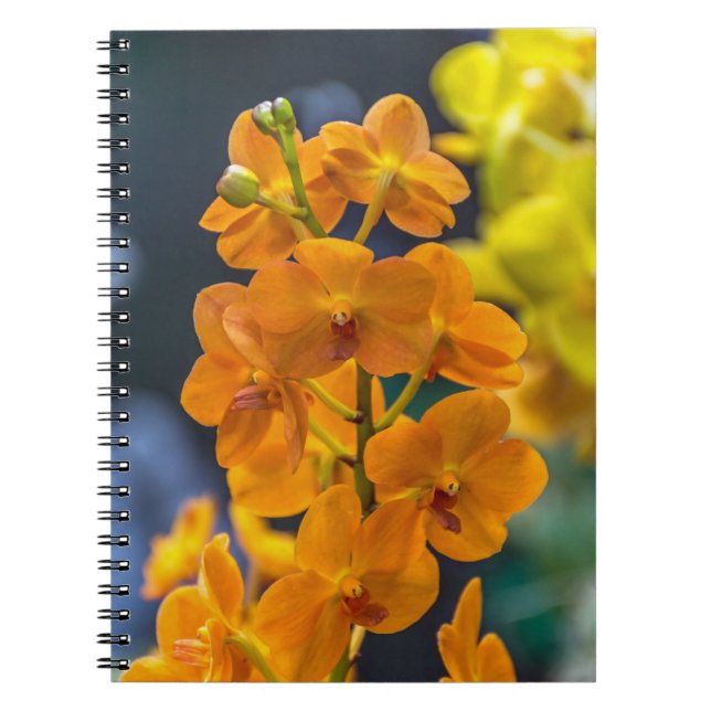 Carnet orange d'orchidées (Devant)