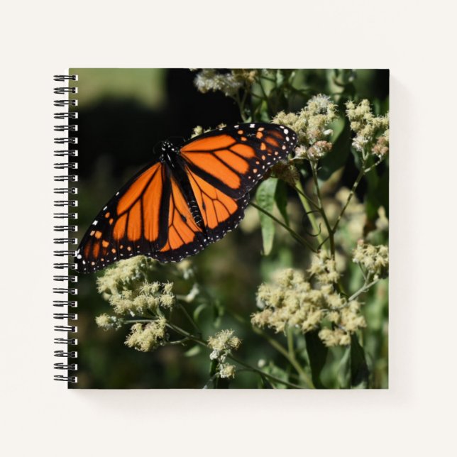 Carnet Orange Noir Monarque Papillon Nature Photographie (Devant)