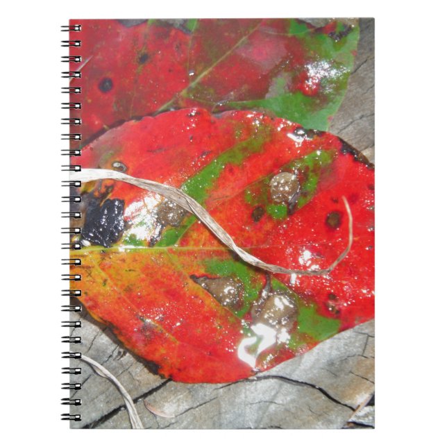 Carnet Orange, Rouge, Vert, Feuille d'automne jaune (Devant)
