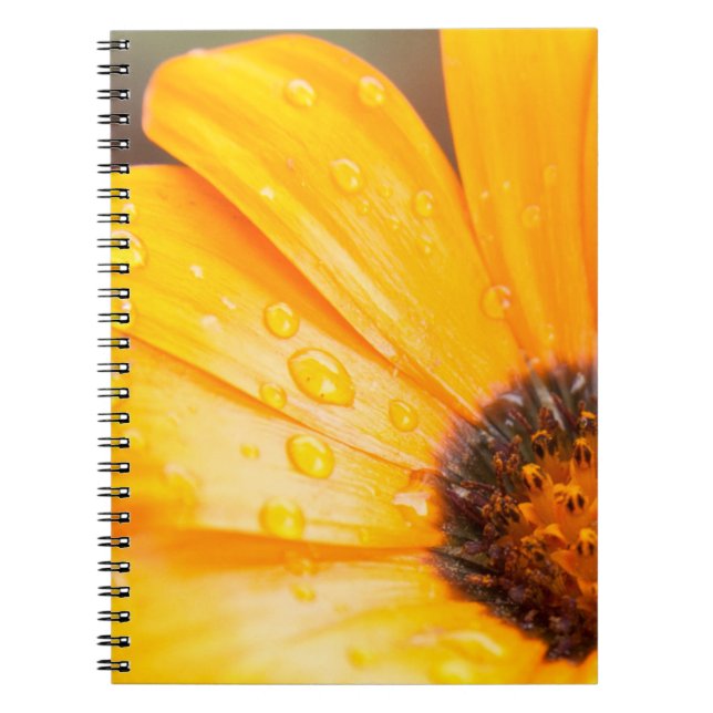 Carnet Orange Spring Flash African Daisy Gros plan Photo (Devant)
