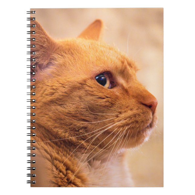 Carnet Orange Tabby Cat Notebook Curious Feline Notebook (Devant)
