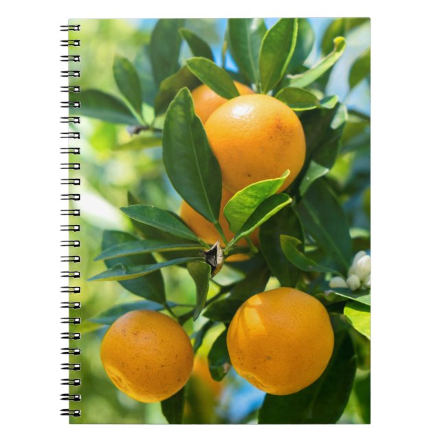 Carnet Oranger en fruits (Devant)
