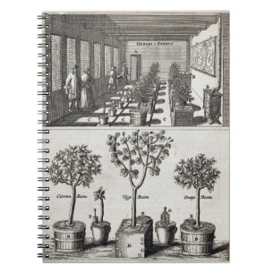 Carnet Orangerie, de "De Nederlandze Hesperides" avant