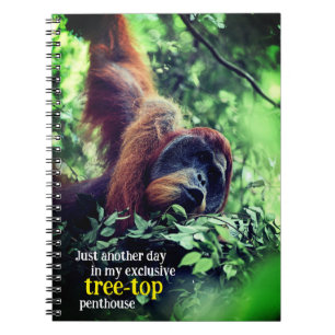 Carnet Orangutan se relaxer dans l'arbre