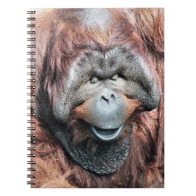 CARNET ORANGUTANS (Devant)