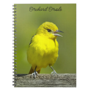 Carnet Orchard Oriole - Photo originale