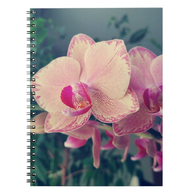 Carnet Orchid phalaenopsis ppolka dot pink flowers (Devant)