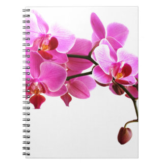 Carnet Orchidée