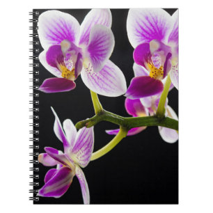 Carnet Orchidée blanche et violette