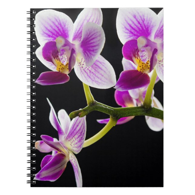 Carnet Orchidée blanche et violette (Devant)