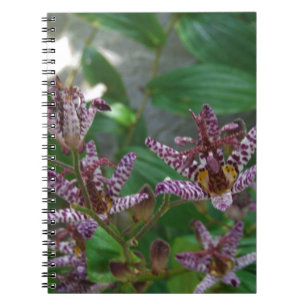 Carnet Orchidée blanche rayée violette rose comme lys de