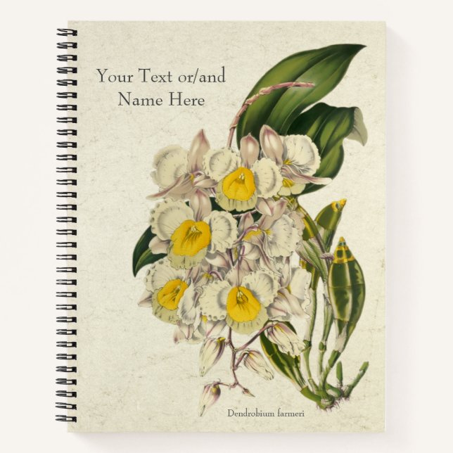 Carnet Orchidée Dendrobium farmeri vintage (Devant)