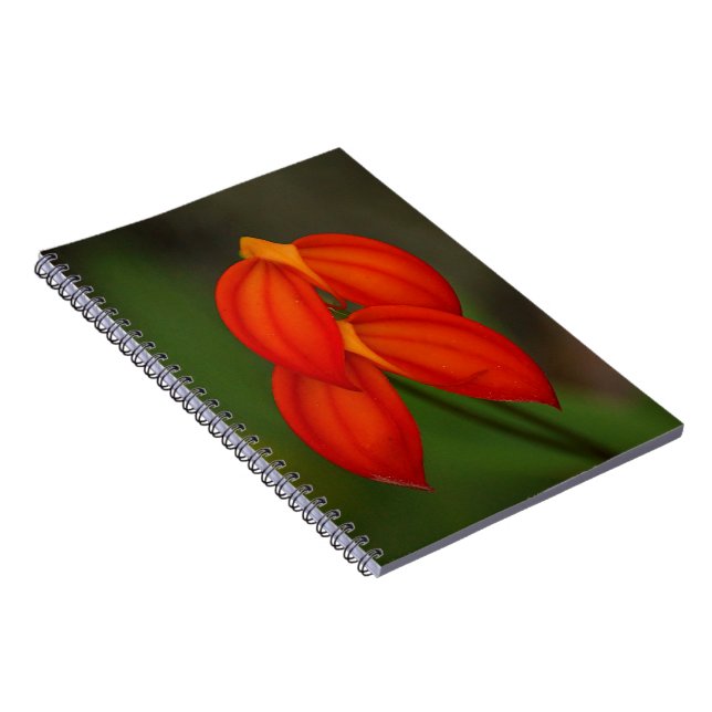 Carnet Orchidée d'ignea de Masdevallia (Côté Droit)