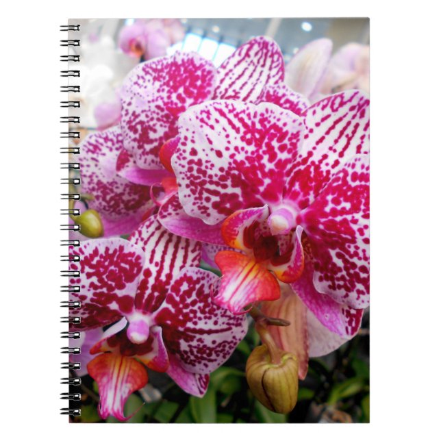 Carnet Orchidées Dendrobium Rose (Devant)