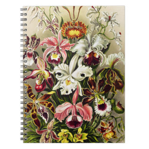 Carnet Orchidées, Orchidée Denusblumen Ernst Haeckel