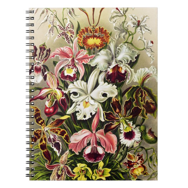 Carnet Orchidées, Orchidée Denusblumen Ernst Haeckel (Devant)