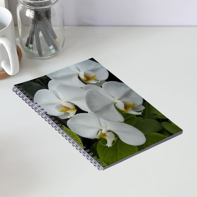 Carnet Orchidées Phalaenopsis Blanches Florales (In Situ)
