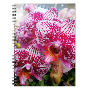 Carnet Orchidées roses de Dendrobium