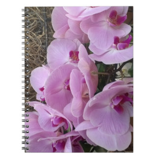 Carnet Orchids