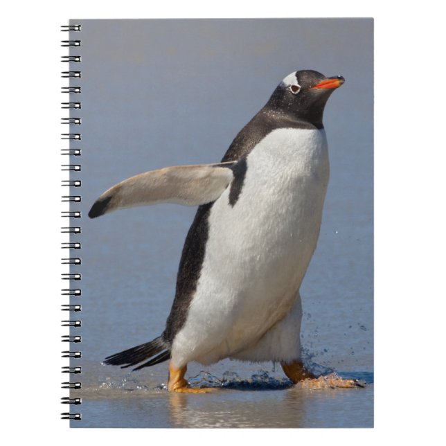 Carnet Ordinateur Gentoo à pagaie (Devant)