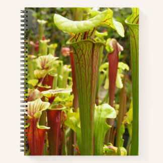 Carnet Ordinateur portable avec flava Sarracenia Photos