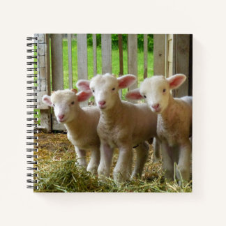 Carnet Ordinateur portable Sheep