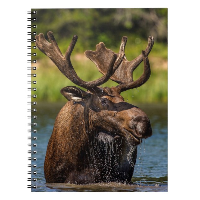 Carnet Orignal | Parc national de Glacier Montana (Devant)