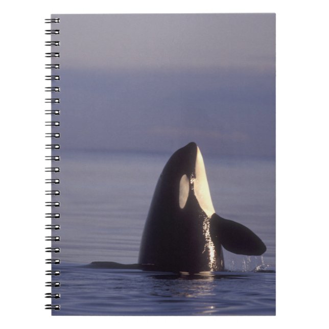 Carnet Orque (Orque orcinus) émergeant près (Devant)