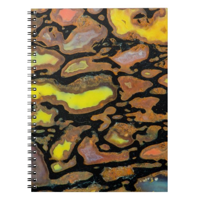 Carnet Os de dinosaure multicolore (Devant)