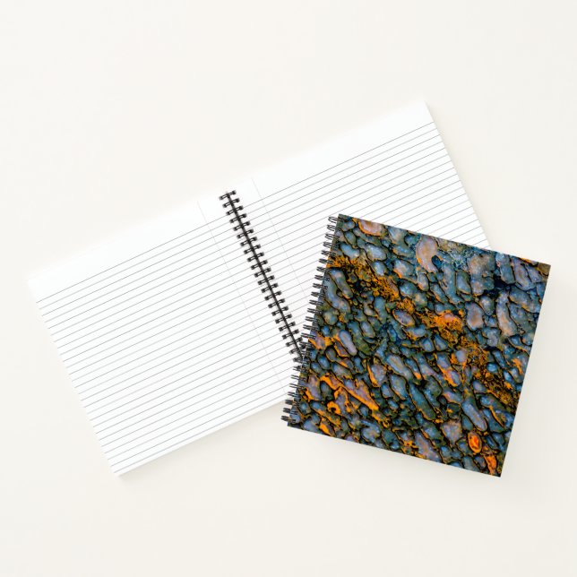 Carnet Os de dinosaure pétrifié (Intérieur)