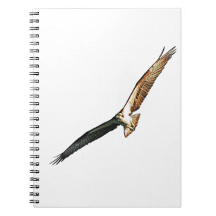 Carnet Osprey Flying