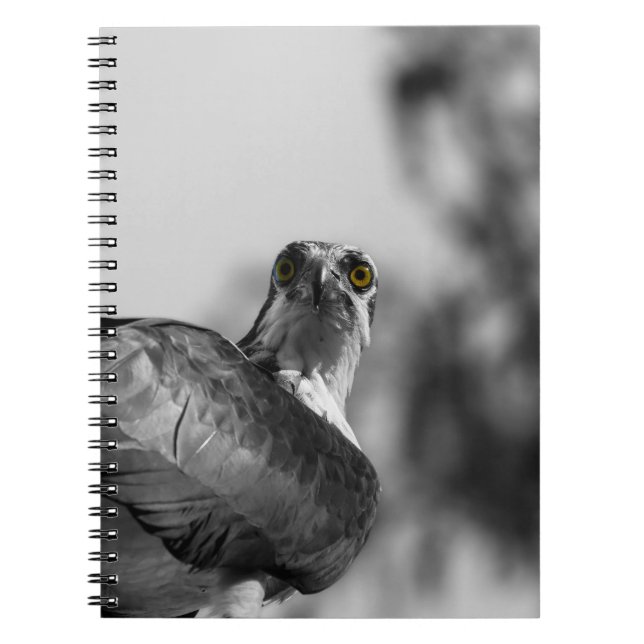 Carnet Osprey Staring down the Camera - Photo de la faune (Devant)