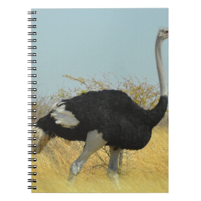 Carnet Ostrige pour courir (Devant)