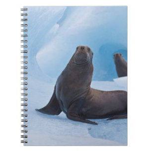 Carnet Otaries stellaires enjouées s'amusent sur un icebe
