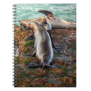 Carnet Otaries sur une côte rocheuse – Art de la faune cô