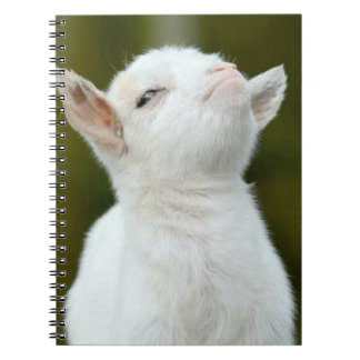 Carnet Ouais