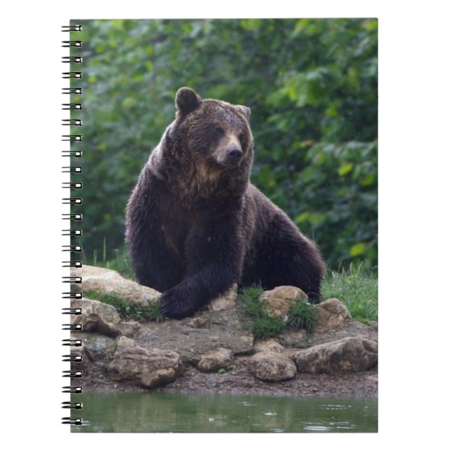Carnet Ours Brown (Devant)