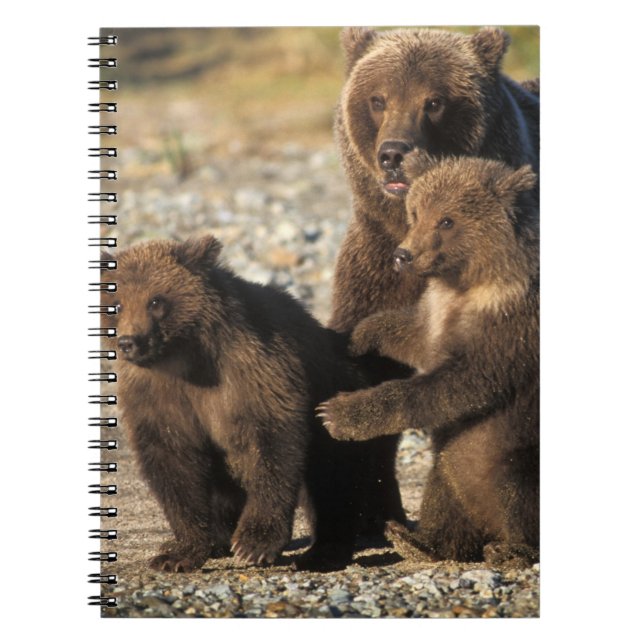 Carnet ours Brown, grizzli, semer avec des oursons sur la (Devant)