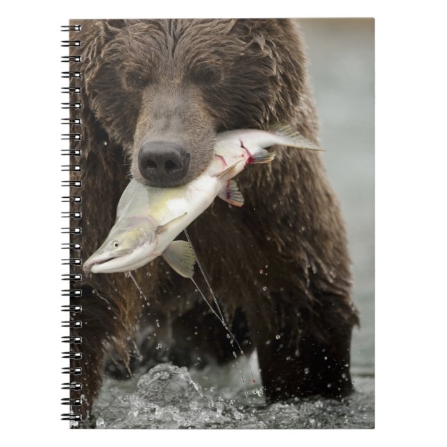 Carnet Ours brun, ou Grizzly côtier, Ursus (Devant)