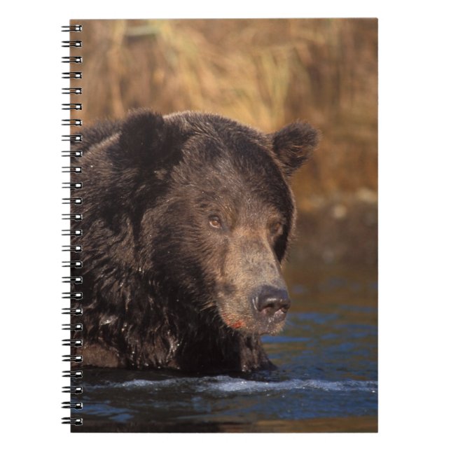 Carnet ours brun, Ursus arctos, grizzly, Ursus 5 (Devant)